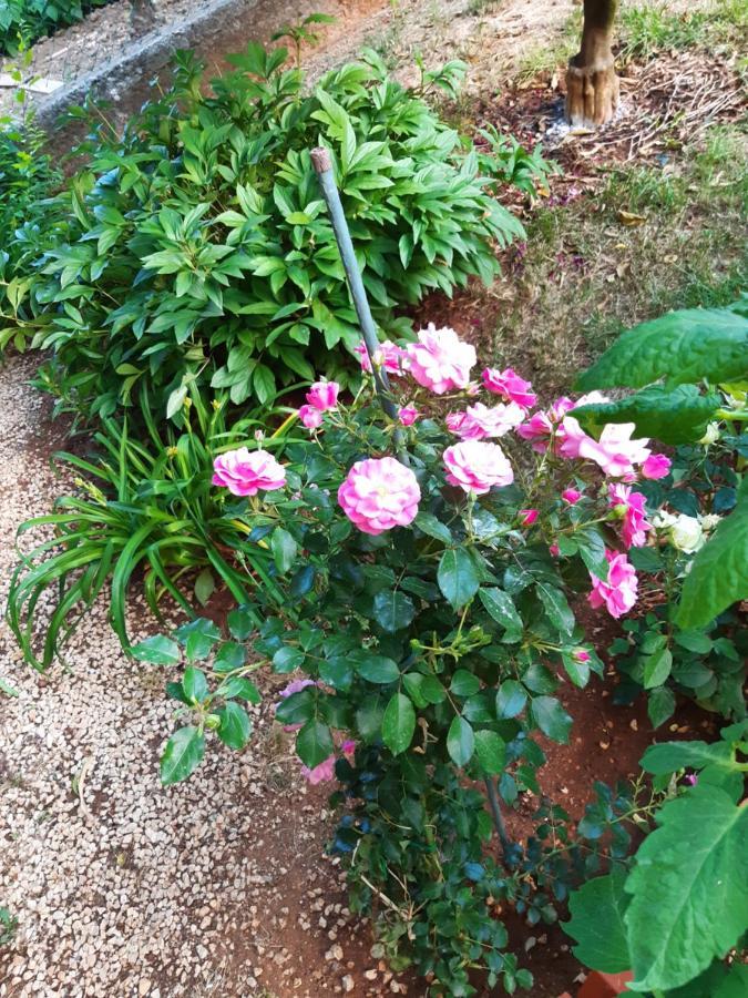 Apartment Jardin With Free Cowered Parking Zadar Exterior foto